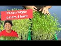 Sayur Kacang Hijau (Mung Bean) panen dalam 4 hari? - Microgreens.