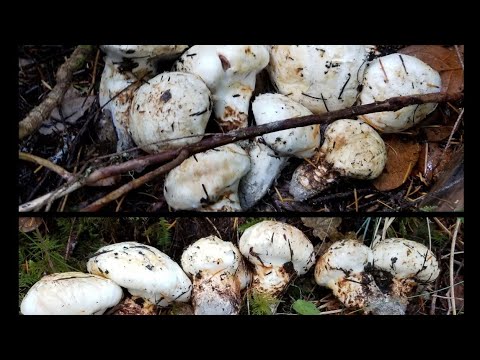 How To Find Pine Mushroom Matsutake USA Ep 11 - YouTube