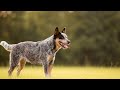Understanding the Vocalizations of Australian Cattle Dogs
