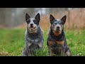 Understanding the Vocalizations of Australian Cattle Dogs