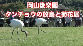 岡山後楽園でタンチョウの放鳥と菊花展OKAYAMA-KORAKUEN（制作　宮﨑　賢）