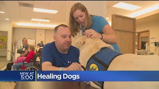 Therapy Dogs Help Patients With Physical Therapy