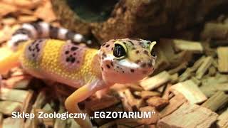 Gekon w #EGZOTARIUM SKLEP ZOOLOGICZNY ZIELONA GÓRA