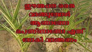 how to determine male \u0026 female in date palm ഈന്തപനയിലെ ആണിനെയും പെണ്ണിനേയും തിരിച്ചറിയുന്നത് എങ്ങനെ?