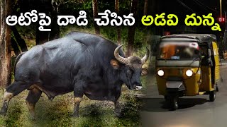 ఆటోపై దాడి చేసిన అడవి దున్న || Baysan|| buffalo