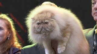 'Most beautiful cats in the world' judged at contest in Belgium