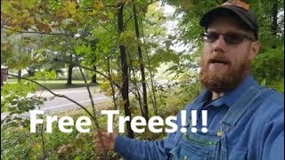 How I get Free Trees for the Yard