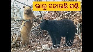 କୋରାପୁଟ ବୋରିଗୁମ୍ମା ଚମ୍ପିଆ ଶିବ ମନ୍ଦିରରେ ଭାଲୁ ବଜାଉଛି ଘଣ୍ଟି........ MBCTv Odisha #mbctv #Odisha