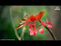 beautiful morning music wake up happy u0026 boost positive energy peaceful morning meditation music