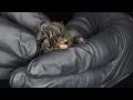 barbastelle bat barbastella barbastellus identification training video