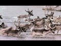 how labrador wolves survive hunting world’s largest migrating caribou herd wolf documentary 🍁