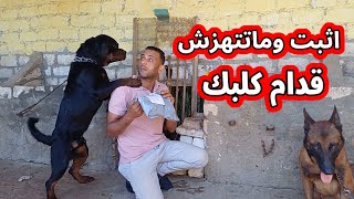 الثبات قدام #الكلب يعتبر مهم جدا في #تعليم كلابنا #ابونور