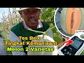 BUDIDAYA MELON - TES BRIX (TINGKAT KEMANISAN) MELON SUPER MARKET