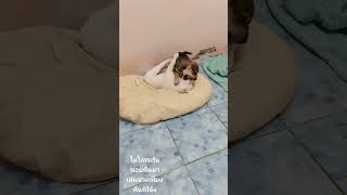 ลุงง่วงอีกแล้ว#ตระกูลหมาจร#dog