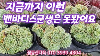 지금까지 이런 군생대품들은 처음이에요💕 벤바디스, 레드환타지아,  블랙쥬얼리, 흑수정, 말간, 퀸즈로즈 등 꽃동산다육 010 3939 4304 전국택배가능 유료광고포함