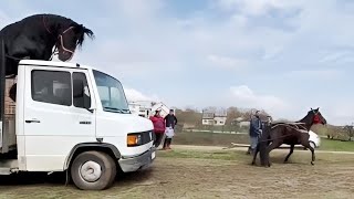 ЗАСІЛИ🚛/КОБИЛА 💪450 КГ \u0026 3,5 ТОННИ МЕРСЕДЕС/ПЕРШЕРОН ГЕРМЕС 🔥ПРИЇХАВ НА ПАРОВКУ/ЖЕРЕБЧИК ПО ФРЕГАТУ