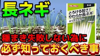 【長ネギ】種まきはここで失敗する！失敗しない為に必ず知っておいて欲しい事についてお話します