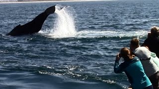 9.9.15 Humpback Whales \u0026 Common Dolphins #BigBlueLive #Monterey