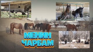 УТРК НАРЫН: МЕНИН ЧАРБАМ//МАЛ СЕМИРТҮҮНҮН СЫРЛАРЫ