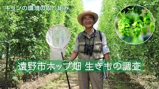 キリンの環境の取り組み 遠野市ホップ畑 生きもの調査