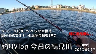 シーバス釣りVlog 今日の鶴見川 2023年9月17日（ホゲ）タトゥーラ300、ベアリング交換後調子良きです