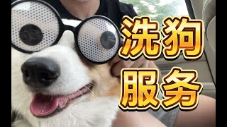 没想到吧！我们工作室还提供洗狗服务？｜ 霍曼宠物烘干箱Ultra体验