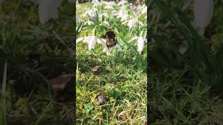 A Bumblebee Pollinating on a Snowdrop #bumblebee #insect #insects #bhawara #shorts #youtubeshorts