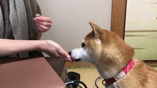 文鳥と柴犬がいる生活