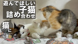 【詰め合わせ】先住猫sにかまってちゃんな子猫がこちらです