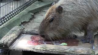 長崎VS伊豆VS埼玉VS那須VS石川 『カピバラのすいか早食い競争』 Capybara's Rapid Watermelon Eating competition