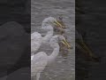 egret catches 2✌️fish 🐟 at once eats one☝️ shorts birds wildlife nikonz6iii fishing egrets