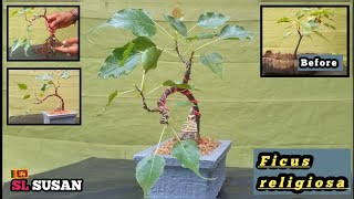 Ficus religiosa bonsai | bonsai story 36