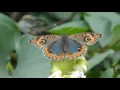 pavo real o cuatro ojos junonia genoveva