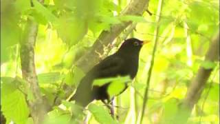 KOLTRAST Common Blackbird (Turdus merula)  Klipp - 83