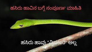 ಹಸಿರು ಹಾವು \