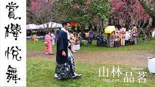 櫻花。雨 -九族文化村 2022 Cherry blossoms in early Spring at Formosan Aboriginal Culture Village