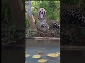 Harimau ini tidak sadar ada buaya yang mengintainya dan ingin memangsanya #animals #shorts