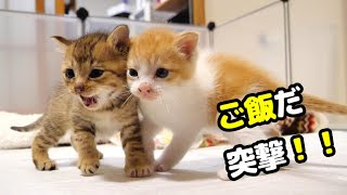 ふたりボッチの子猫は猛スピードでご飯に突撃してくる【赤ちゃん猫　保護猫】