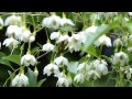 bumblebee on japanese snowbell トラマルハナバチ♀がエゴノキに訪花