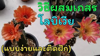 วิธีผสมเกสรโลบิเวียแคคตัสให้ติดเมล็ด [How to Pollinate Lobivia Cactus ]