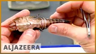 Gulf seafood deformities alarm scientists