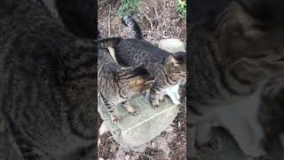 鳴き声賑やかなキジトラ猫ニャッハーの猫集会 #Shorts