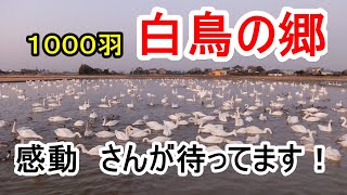 白鳥の郷　感動の渦！　次から次へとＶ字型で現れ大きく旋回を繰り返し着水する白鳥1000羽　千葉県印西市本埜