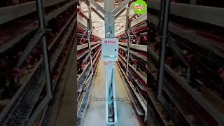 Modern laying hen farming in China, Modern High-tech Chicken Farming, #farming  #shorts S\u0026TUIAI34