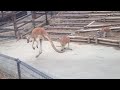 あぁ＾～カンガルーがぴょんぴょんするんじゃぁ＾～