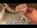 スコティッシュの子猫 夜中に症状が悪化しました