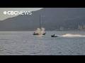 Sea-Doo operator strikes grey whale off Vancouver’s Stanley Park