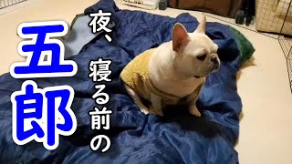 フレンチブルドッグ五郎の夜から朝まで【French bulldog Goro from night to morning】