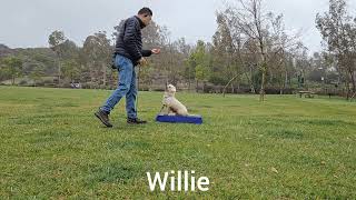 Willie-5 ( Loose Leash Walking | Sit | Down | Place | Stay )