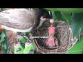 Mother feeding SUPER SPIDER to SOLO BABY bird after the Attack by Cuckoo | bulbul Bird Nest 11